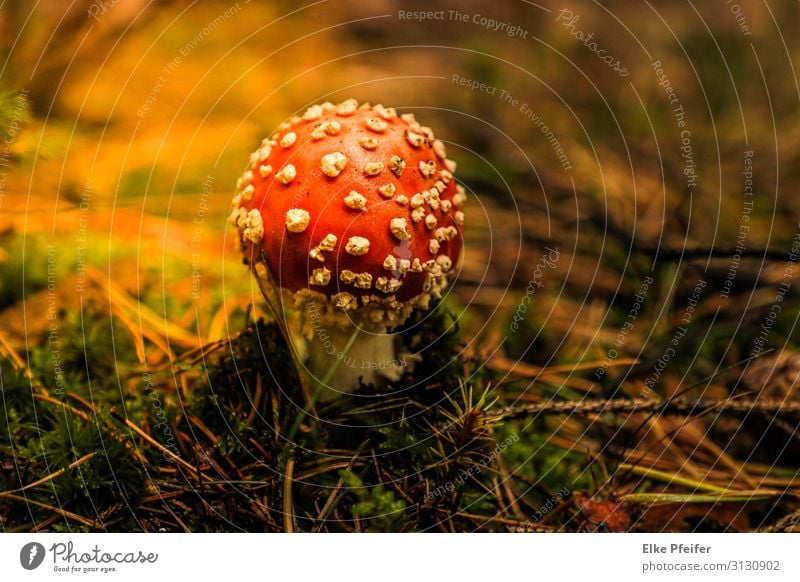 Fliegenpilz Natur Pflanze Herbst Österreich Europa Farbfoto Außenaufnahme Menschenleer Tag