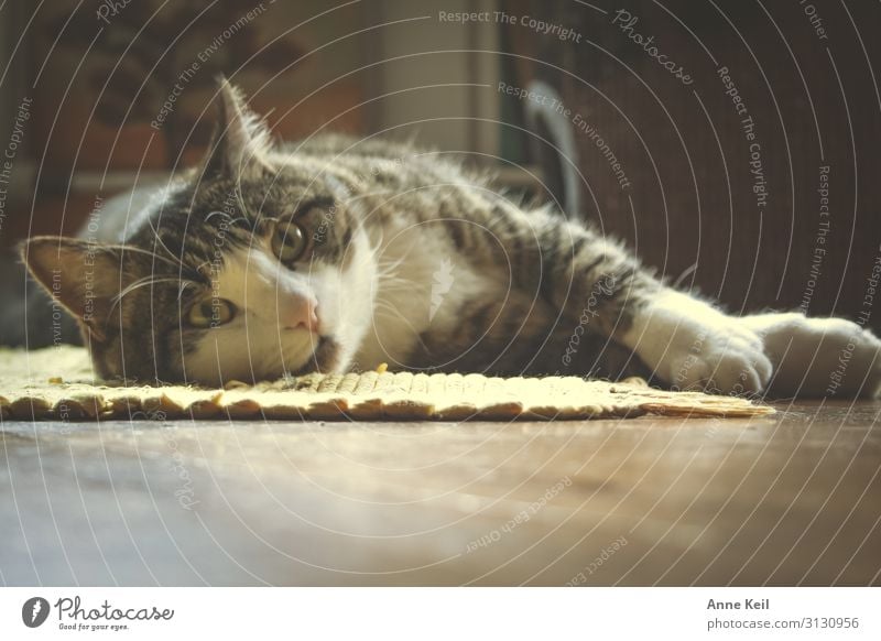 Kater liegend Tier Haustier Katze Tiergesicht Pfote 1 genießen träumen ästhetisch sportlich authentisch kuschlig natürlich Wärme wild weich braun gold schwarz