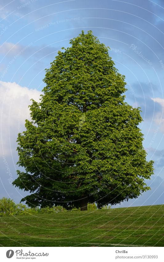 Grün und Blau, Farben des Sommers Umwelt Natur Landschaft Pflanze Himmel Wolken Sonnenlicht Baum Grünpflanze Garten Park Wiese Hügel Ulm Freundlichkeit Glück