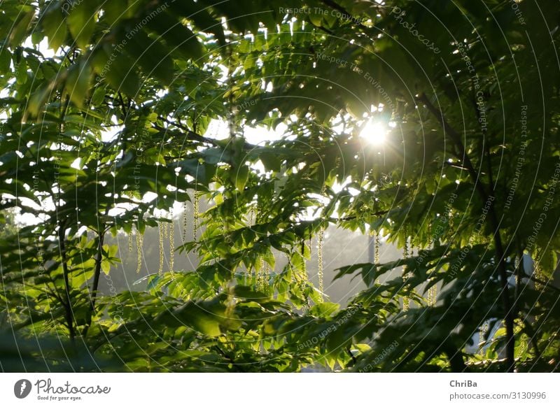 Sommerabend im Park Umwelt Natur Landschaft Pflanze Sonne Sonnenaufgang Sonnenuntergang Sonnenlicht Frühling Baum Blatt Grünpflanze Wildpflanze glänzend Blick