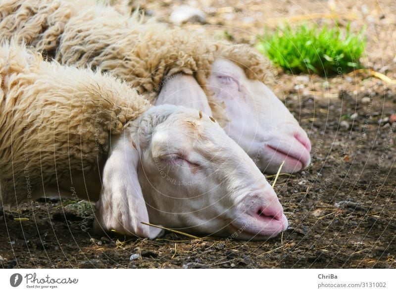 Süße Träume Natur Tier Frühling Haustier Nutztier Tiergesicht 2 Tierpaar atmen schlafen Gesundheit gut kuschlig natürlich Wärme weich grau grün weiß Vertrauen