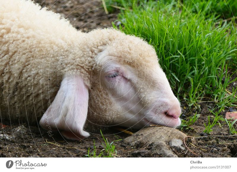 Sweet Dreams Umwelt Natur Tier Erde Frühling Schönes Wetter Pflanze Gras Dorf Bauernhof Landwirtschaft Haustier Nutztier Tiergesicht Schaf Lamm schlafen frei