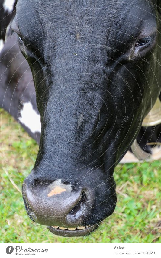 Lustige Kuh alpin Alpen Tier Rind Molkerei Bauernhof Feld lustig Kopf Säugetier Wiese Nase Weide Kuhkopf (Berg) Milch schwarz Lächeln lachen