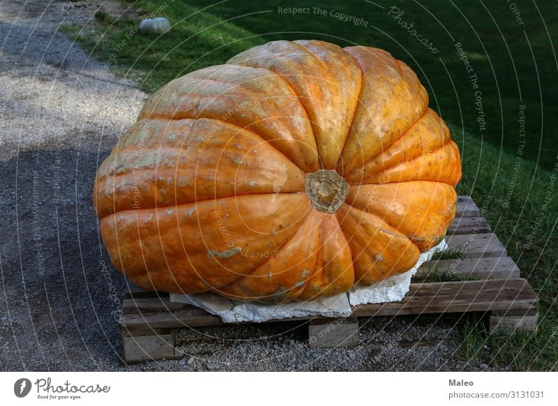 Enormer orange Kürbis am Bauernhofmarkt Landwirtschaft Herbst schön Essen zubereiten kochen & garen Ernte Gesunde Ernährung Speise Natur Pflanze Gemüse gelb