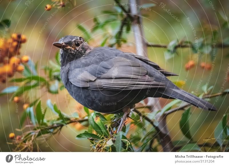 Amsel im Beerenstrauch Natur Tier Sonnenlicht Schönes Wetter Pflanze Sträucher Blatt Zweige u. Äste Wildtier Vogel Tiergesicht Flügel Kopf Auge Schnabel Feder