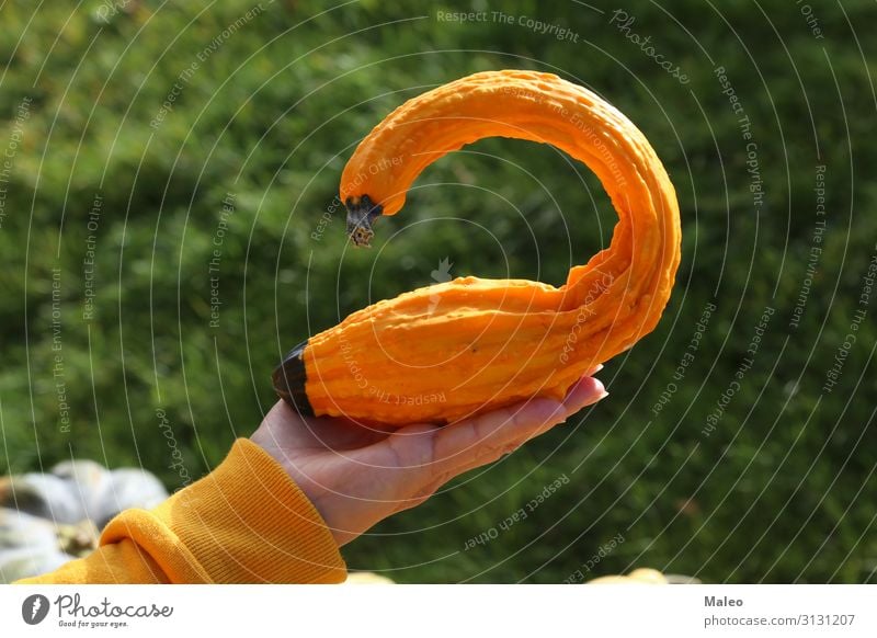 Gelber dekorativer Kürbis in Form eines Vogels Herbst Dekoration & Verzierung Bauernhof Natur orange Jahreszeiten Freude Oktober frisch Halloween gelb Schwan