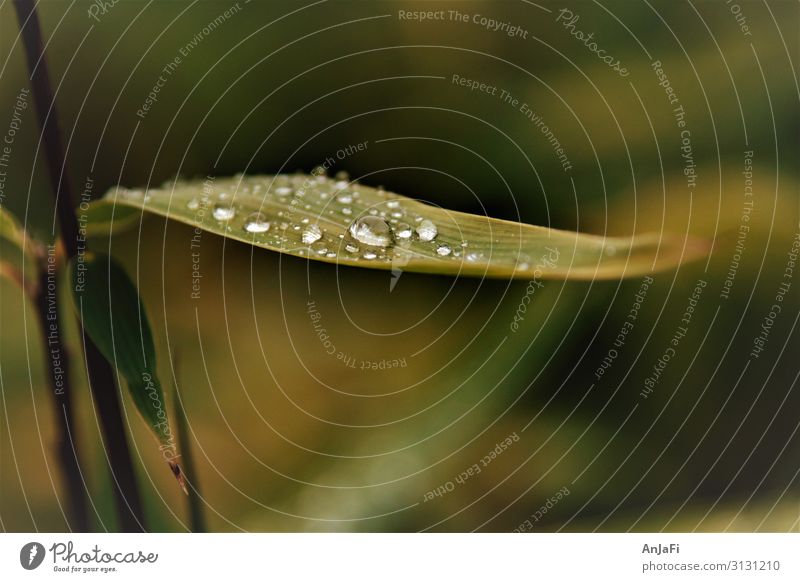 Dröppche Natur Pflanze Wasser Wassertropfen Herbst Wetter Regen Sträucher Blatt Grünpflanze Stimmung Trauer Vergänglichkeit verlieren Farbfoto Gedeckte Farben