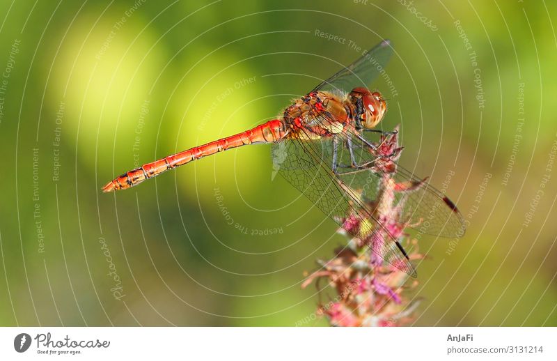 Bella Tier Wildtier 1 elegant Geschwindigkeit schön rot friedlich Idylle Farbfoto Außenaufnahme Nahaufnahme Tag Schwache Tiefenschärfe Zentralperspektive Totale