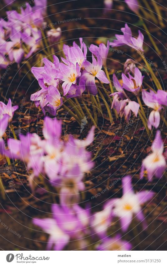 Herbstzeitlose Natur Pflanze Blatt Blüte Wildpflanze Wiese Blühend braun grün violett Farbfoto Gedeckte Farben Außenaufnahme Nahaufnahme Textfreiraum links