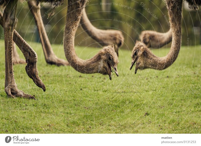 Also mir hängt Gras langsam zum Halse raus Wiese Tier Vogel Tiergesicht 4 Tiergruppe Herde Fressen braun grün Pfote Weide Emu Farbfoto Außenaufnahme