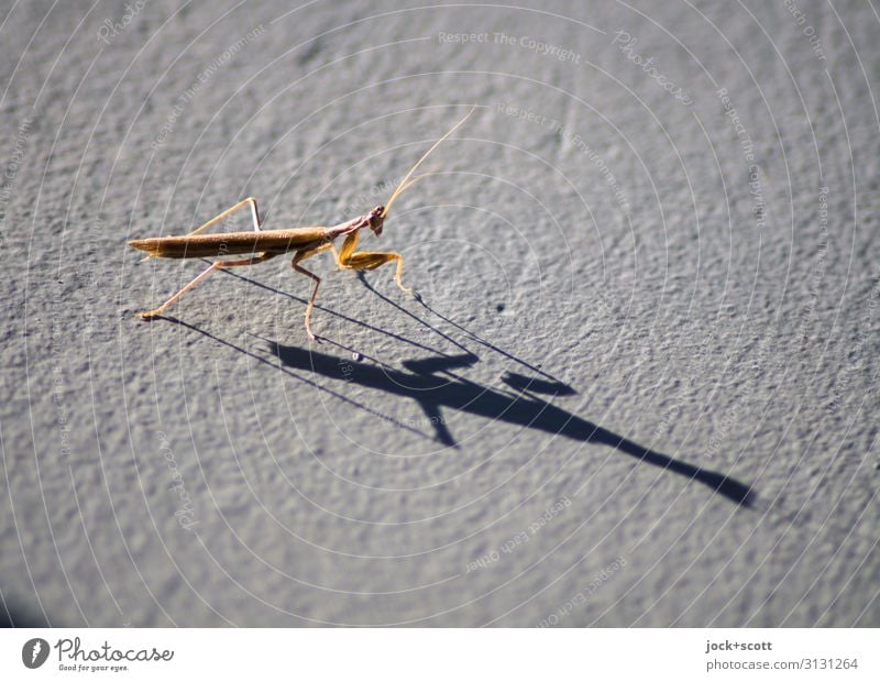 Gottesanbeterin mit langen Schatten 1 Oberflächenstruktur authentisch klein nah Schattenspiel Abenddämmerung Freisteller Silhouette Sonnenlicht Tierporträt