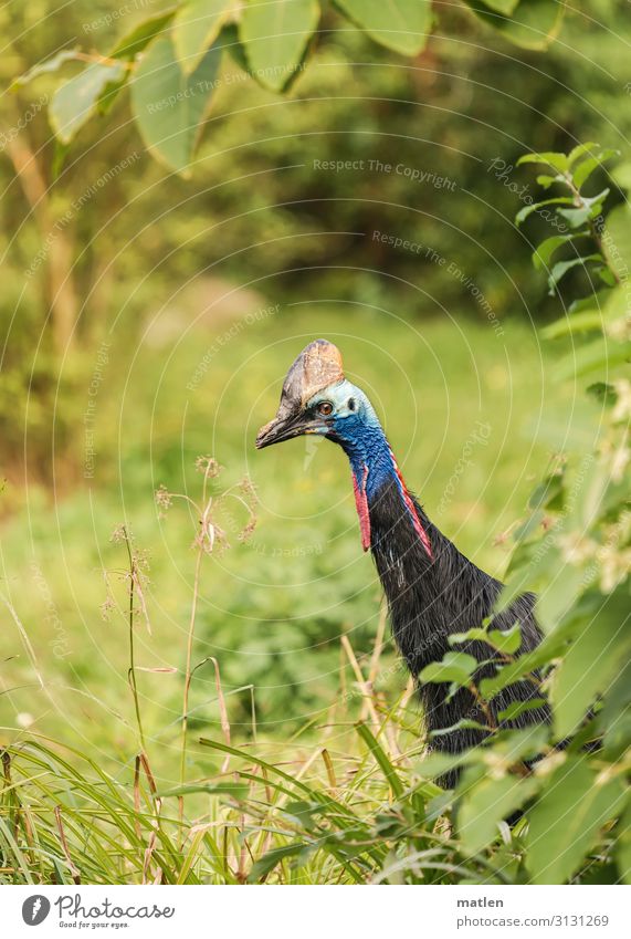 Helmkasuar Baum Gras Sträucher Wiese Wald Tier Vogel 1 blau grün rot schwarz türkis helmkasuar Farbfoto mehrfarbig Außenaufnahme Nahaufnahme Textfreiraum links