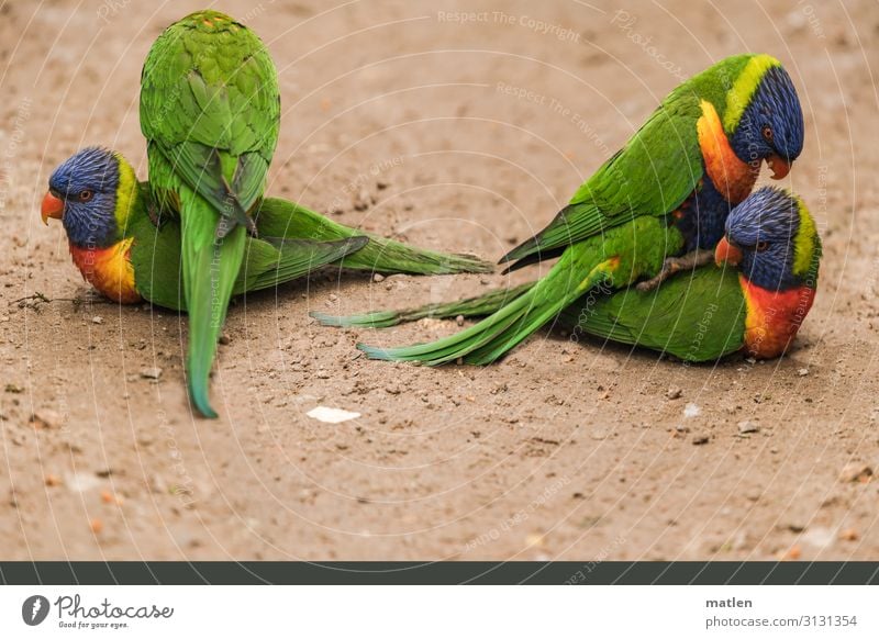 Gruppensex Tier Vogel 4 Tiergruppe Tierpaar Coolness exotisch Erotik blau braun mehrfarbig gelb grün Frühlingsgefühle Wollust Farbfoto Außenaufnahme Nahaufnahme