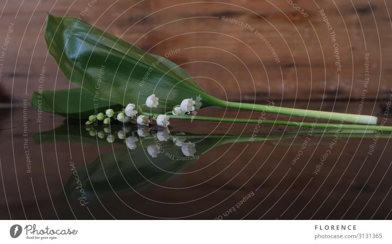 Convallaria majalis - Maiglöckchen Natur Pflanze Blume Blüte braun grün weiß Farbfoto