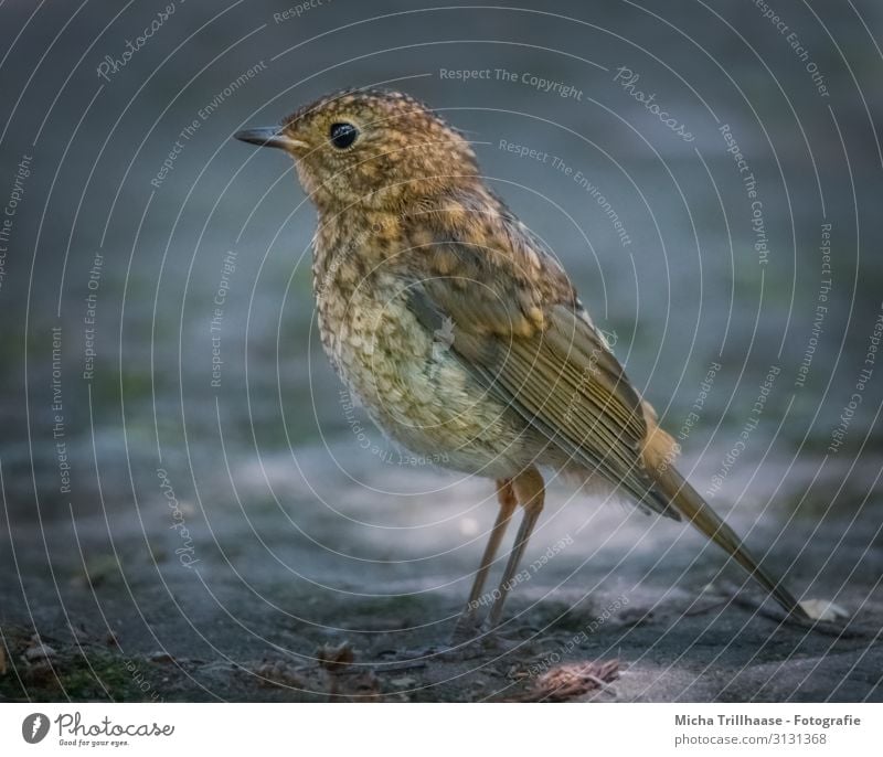 Junges Rotkehlchen Natur Tier Sonnenlicht Schönes Wetter Wildtier Vogel Tiergesicht Flügel Krallen Küken Kopf Auge Schnabel Feder gefiedert 1 Tierjunges