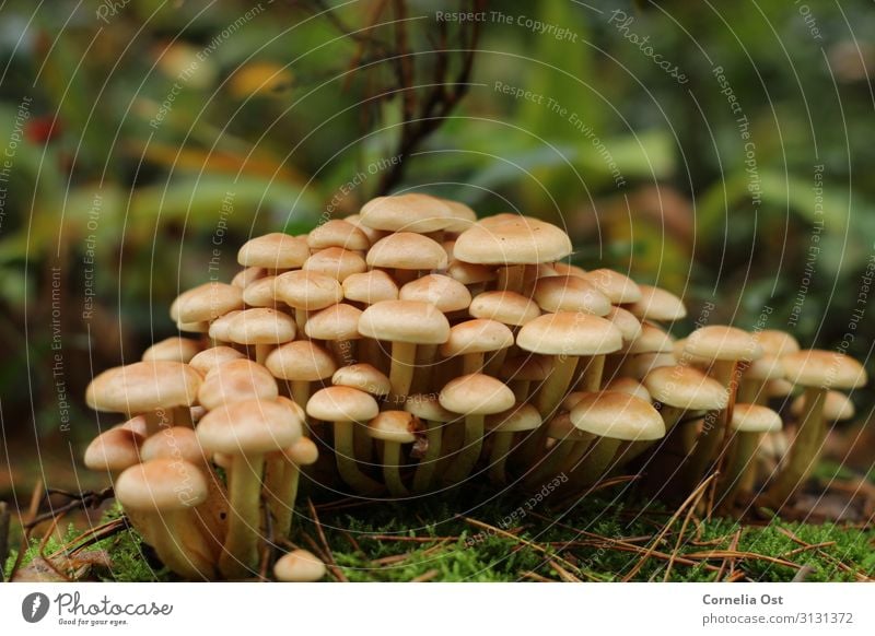 Gemeinsam sind wir stark Natur Pflanze Erde Herbst Pilz braun Farbfoto Außenaufnahme Detailaufnahme Menschenleer Tag Zentralperspektive