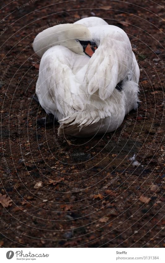 einfach mal ausschlafen Schwan Erholung Pause träumen Schlafplatz gemütlich Auszeit komfortabel Federbett bequem Schönheitsschlaf entspannt gelassen abschalten