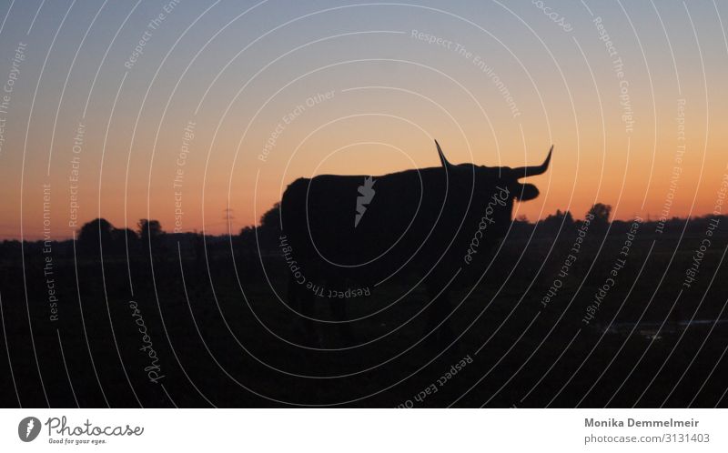 Ochse vor Sonnenuntergang Natur Landschaft Farbfoto Außenaufnahme Himmel Sonnenlicht Menschenleer Umwelt Abend Sommer Gegenlicht Silhouette Schönes Wetter Baum