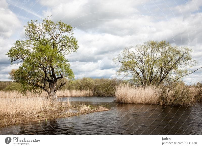 mehr wasser. Umwelt Natur Landschaft Pflanze Wasser Wolken Frühling Klimawandel Baum Fluss bedrohlich nass Wandel & Veränderung Schilfrohr Hochwasser Farbfoto