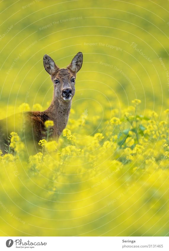 Reh im Rapsfeld Natur Landschaft Pflanze Blume Gras Wiese Wald Tier Wildtier Tiergesicht Fell 1 beobachten Bewegung Blick Rehauge Rehkitz Farbfoto