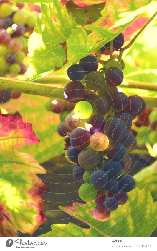 Weintrauben Landschaft Pflanze Herbst Schönes Wetter Nutzpflanze Garten blau mehrfarbig gelb grün violett rot schwarz Ranke Herbstfärbung unreif Lichtspiel