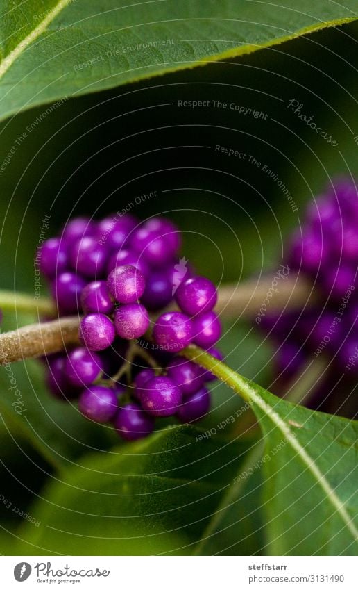 Hellviolette Beeren auf einem Beautyberry-Busch Callicarpa americana Frucht Garten Natur Pflanze Sträucher Wildpflanze grün