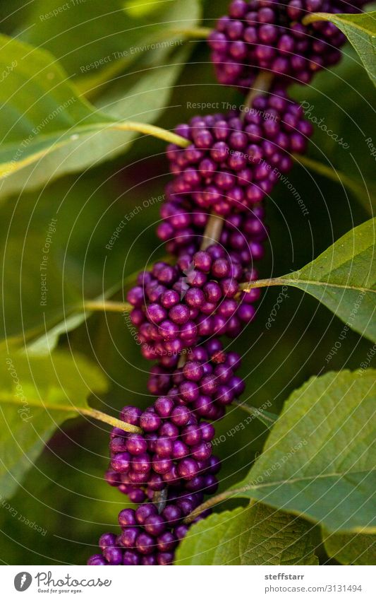 Hellviolette Beeren auf einem Beautyberry-Busch Callicarpa americana Frucht Garten Natur Pflanze Sträucher Wildpflanze grün