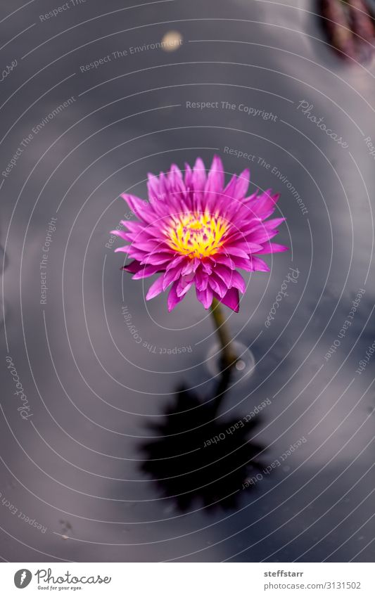 Strahlend rosa Seerose Nymphaea blüht in einem Teich mit Seerosenpolstern. Natur Pflanze Blume Blüte grün rosa Blume Sommerglocke Wasserblume Seerosenblatt