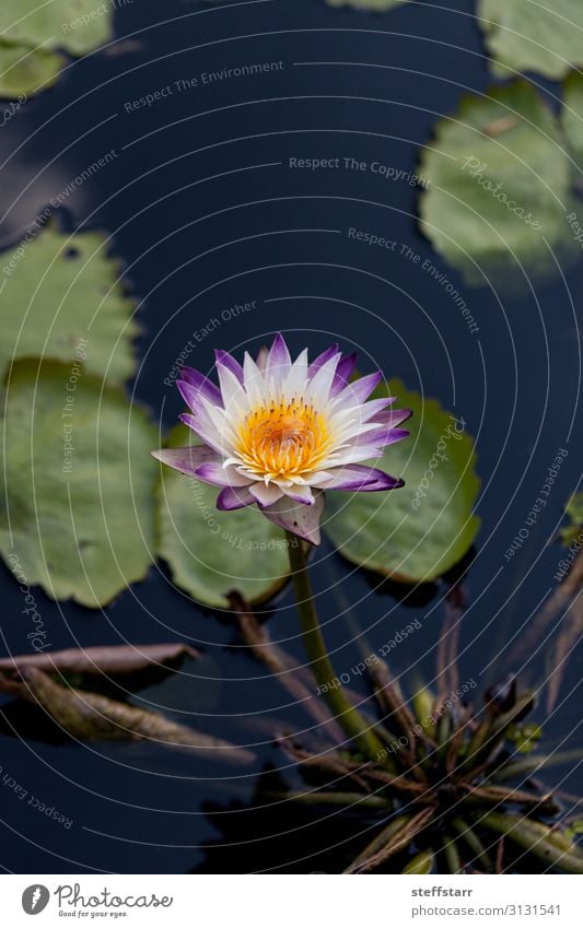 Spikey Lila und weiße Seerose Nymphaea blüht in einem Teich. Natur Pflanze Blume gelb grün violett Seerosen violette Blume lila Seerose Sternenseerose