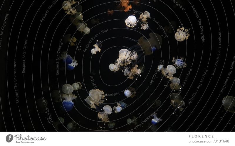 Quallen Tier Schwarm blau orange schwarz weiß Unterwasseraufnahme Kontrast Tierporträt