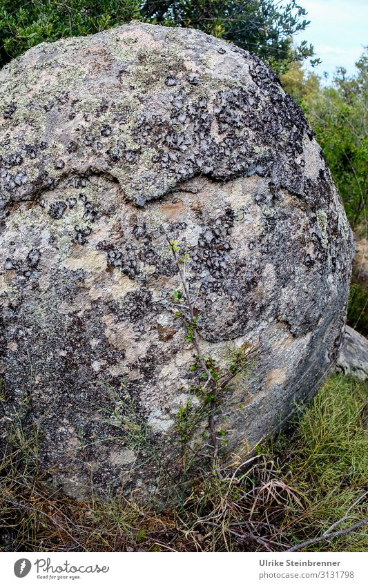 Monolith in Sardinien Geologie Aggius Felsen Stein Tempio Pausania Landschaft Granitlandschaft Valle della Luna Kegel Inselberg Bergkegel Gallura