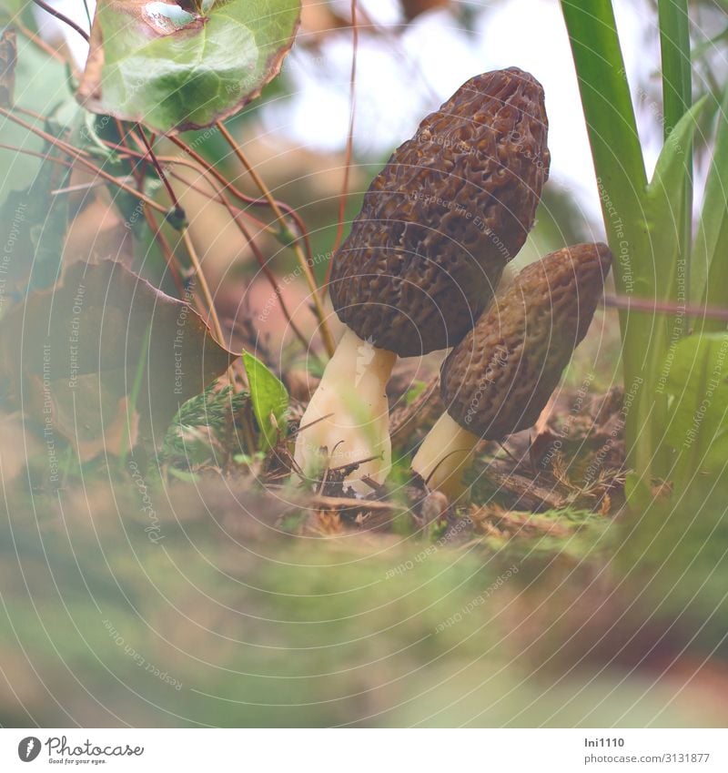 Spitzmorcheln Pilz Ernährung Natur Frühling Blatt Grünpflanze Garten grün weiß hohl Strukturen & Formen Gedeckte Farben Außenaufnahme Detailaufnahme