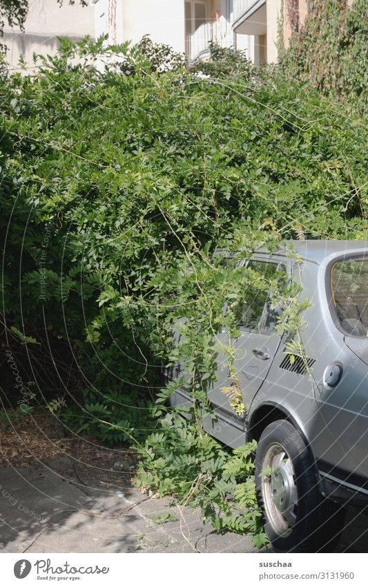 gut geparkt PKW parken verwuchert Sträucher Pflanze Grünpflanze umwuchern zuwachsen stehen lassen lange her immer vergessen Schrott kaputt