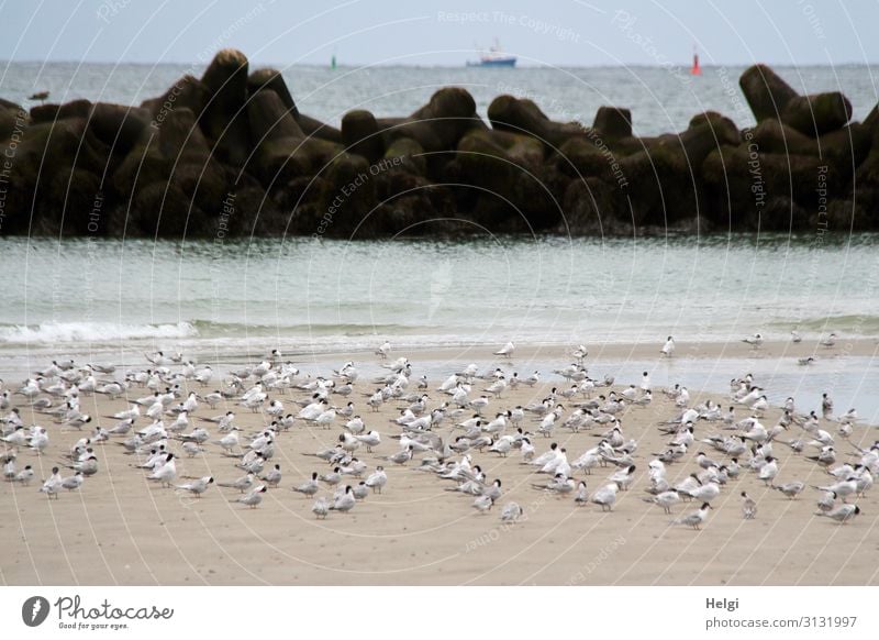 ein Schwarm Seeschwalben macht Rast am Sandstrand auf der Düne von Helgoland Umwelt Natur Landschaft Tier Wasser Sommer Schönes Wetter Strand Nordsee Insel