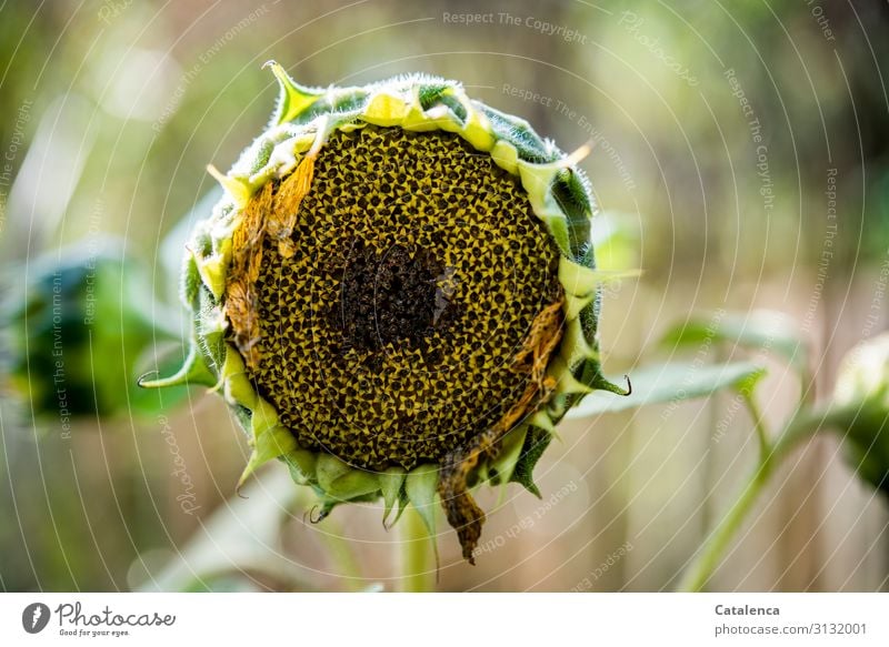 Eine verblühte Sonnenblume Natur Pflanze Herbst Blume Blatt Blüte Nutzpflanze Garten Vogelfutter dehydrieren braun gelb grün Verfall Vergänglichkeit