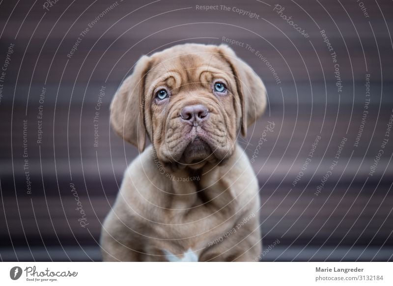 Puppylove Tier Haustier Hund 1 Tierjunges niedlich Welpe Farbfoto Gedeckte Farben Außenaufnahme Textfreiraum links Textfreiraum rechts Tag