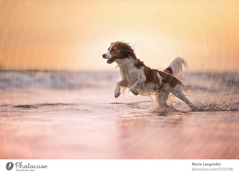 Freiheit Sommer Sommerurlaub Sonne Strand Meer Natur Landschaft Wasser Nordsee Tier Haustier Hund 1 Schwimmen & Baden laufen Glück gelb gold violett rosa Freude