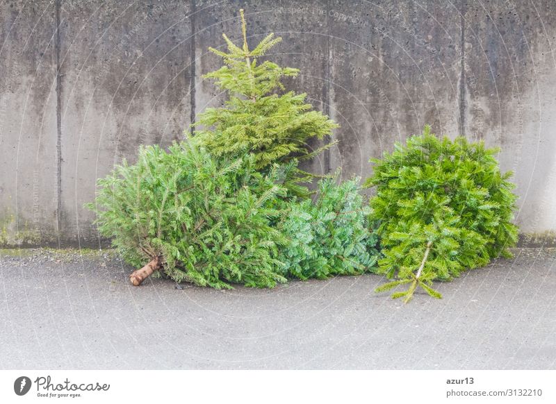 Traditional green christmas trees firs on street at xmas season Winter Weihnachten & Advent Silvester u. Neujahr Umwelt Baum liegen warten alt trashig trist