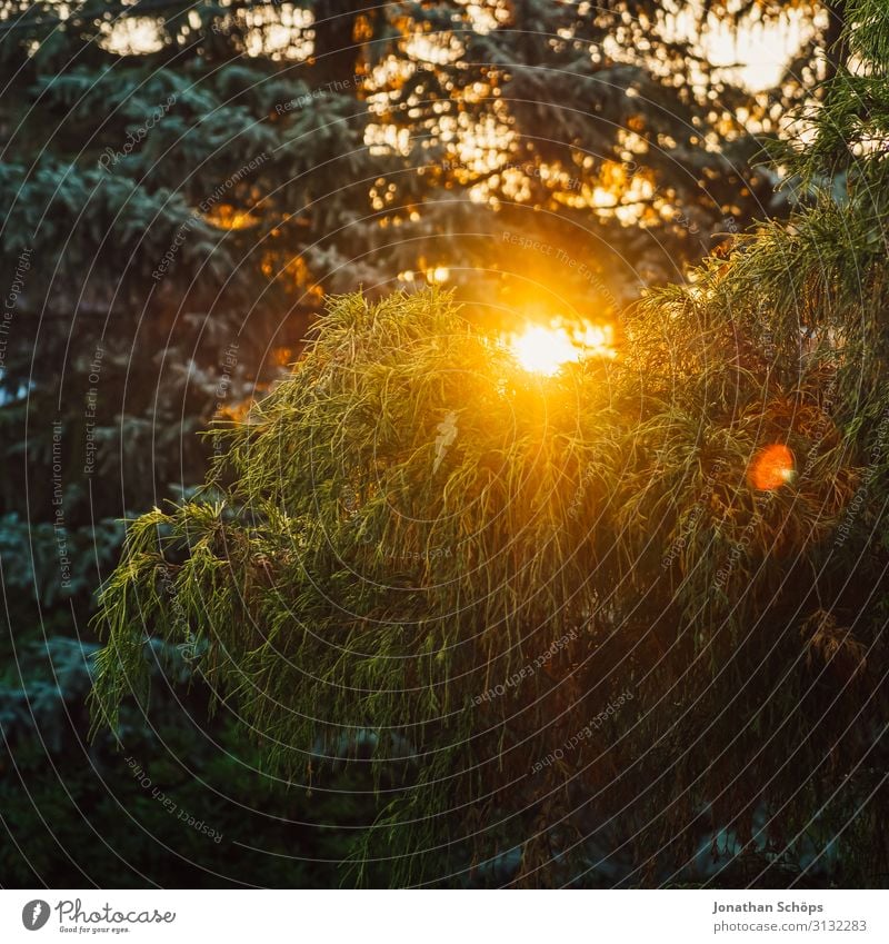 grüner Baum bei Sonnenuntergang und warmem Licht Herbst Park Hintergrundbild schön hell mehrfarbig Textfreiraum unten Textfreiraum links Wald Garten Landschaft