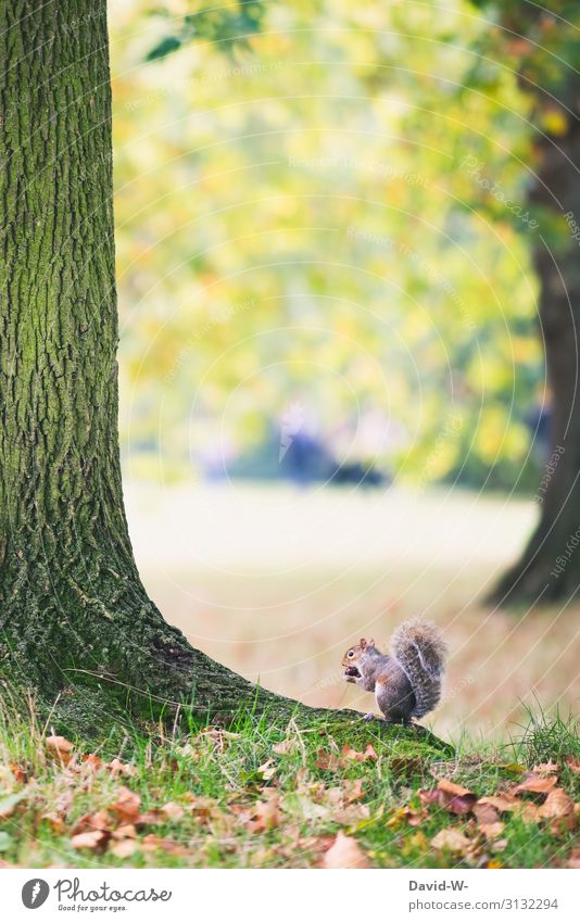 Grauhörnchen sitzt am Baum und isst eine Kastanie Eichhörnchen essen Natur hocken niedlich Nagetiere Wintervorrat sammeln Tier