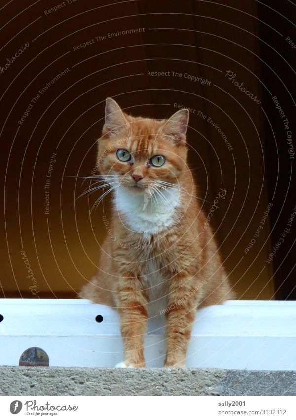 Fensterplatz... Tier Haustier Katze 1 beobachten hocken Blick schön Neugier Erwartung abstützen Aussicht rot niedlich Fenstersims Lieblingsplatz Farbfoto