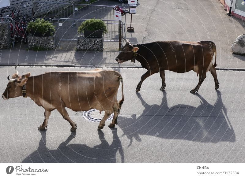 Sommerfreude Bioprodukte Biologische Landwirtschaft nachhaltig Milch Glück ruhig Ferien & Urlaub & Reisen Tourismus Freiheit Berge u. Gebirge wandern Tradition