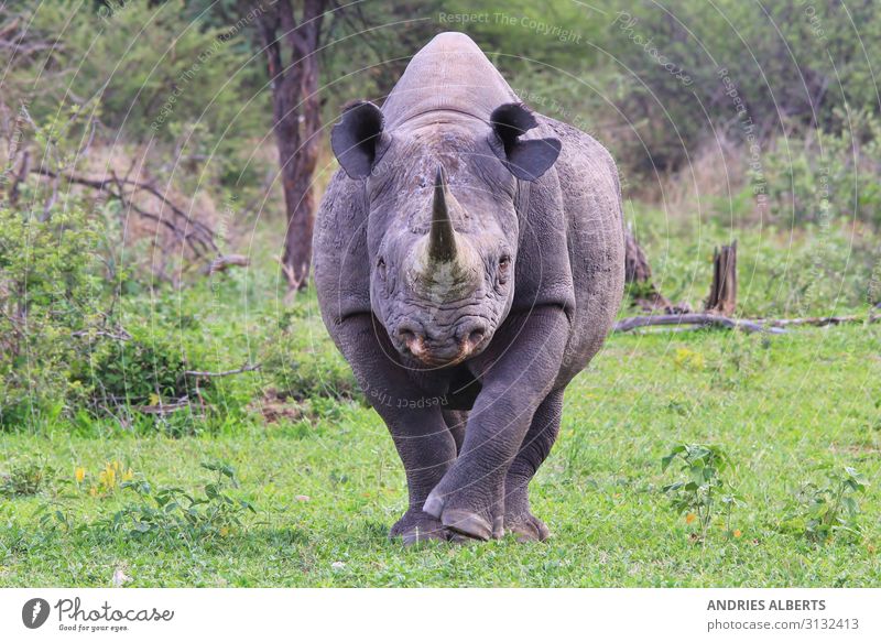 Spitzmaulnashorn - Gefährdete Arten Ferien & Urlaub & Reisen Tourismus Ausflug Abenteuer Sightseeing Safari Expedition Sommerurlaub Umwelt Natur Tier