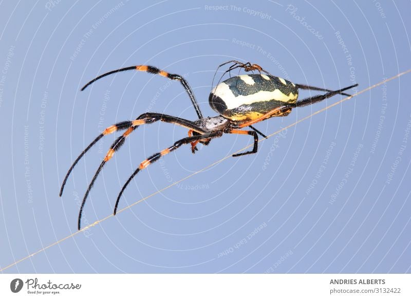 Golden Orb Web Weaver Spinne Ferien & Urlaub & Reisen Tourismus Sightseeing Safari Expedition Umwelt Natur Tier Sonnenlicht Frühling Savanne Spinnennetz