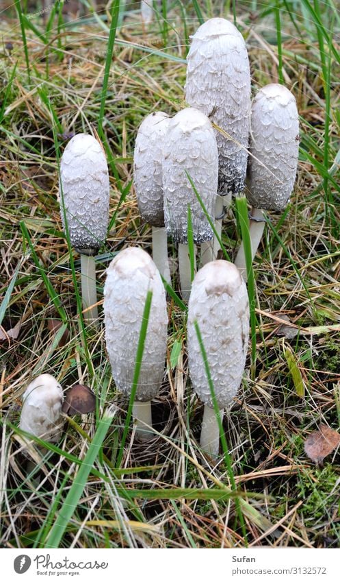 Gruppenzwang Natur Herbst Gras Park Wiese Wald grau weiß Umwelt Pilz Schopftintling Waldboden essbar Spaziergang finden suchen Farbfoto Außenaufnahme Tag