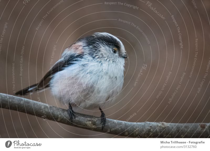 Aufgeplusterte Schwanzmeise Natur Tier Sonnenlicht Schönes Wetter Baum Zweige u. Äste Wildtier Vogel Tiergesicht Flügel Krallen Meisen Kopf Auge Schnabel Feder