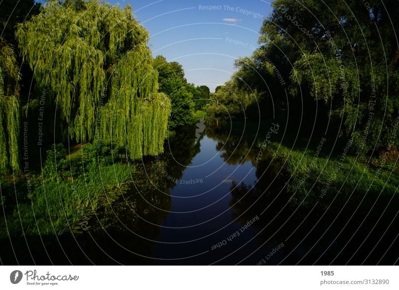 Flussspiegelung Natur Landschaft Wasser Wolkenloser Himmel Sommer Schönes Wetter Baum Flussufer außergewöhnlich blau grün Gelassenheit ruhig Leben Hoffnung