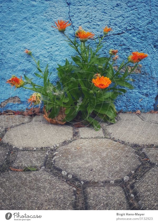 Ringelblumen Garten Natur Sommer Schönes Wetter Pflanze Blüte Nutzpflanze Dorf Kleinstadt Mauer Wand Blühend Wachstum Fröhlichkeit natürlich blau mehrfarbig