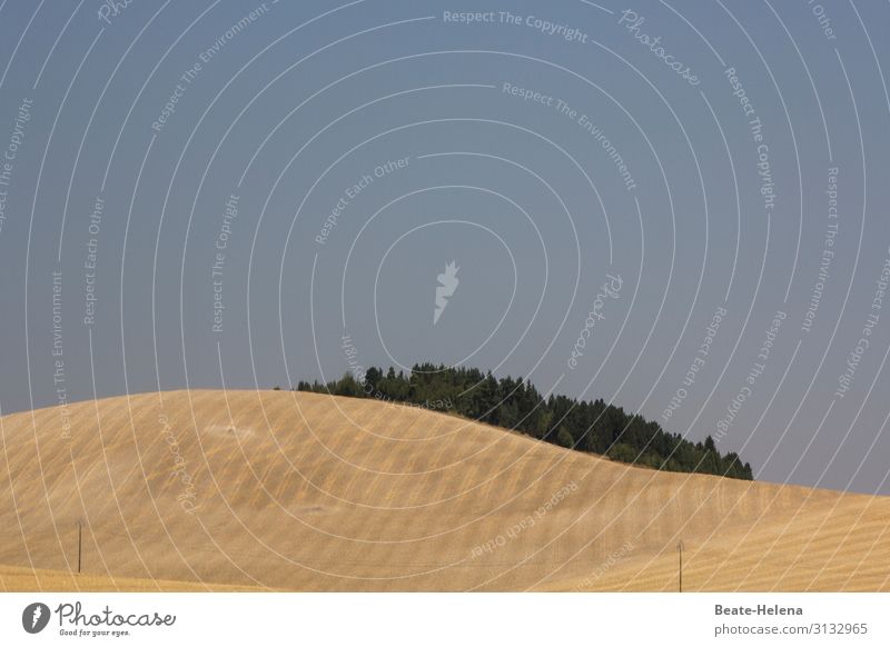 Gestreiftes Feld nach Ernte Hügel Grafisch gestreift abgeerntet Sommer Hitze Frankreich Bäume Wald Elektroleitungen Himmel Landschaft Landwirtschaft Ackerbau