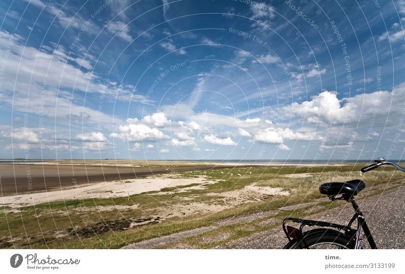 crossing the isle Umwelt Natur Landschaft Himmel Wolken Horizont Schönes Wetter Wiese Küste Sylt Verkehr Fahrradfahren Wege & Pfade Schaf Gefühle Lebensfreude